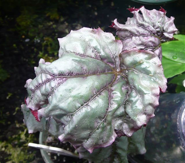 B. ‘Miss Saigon’
